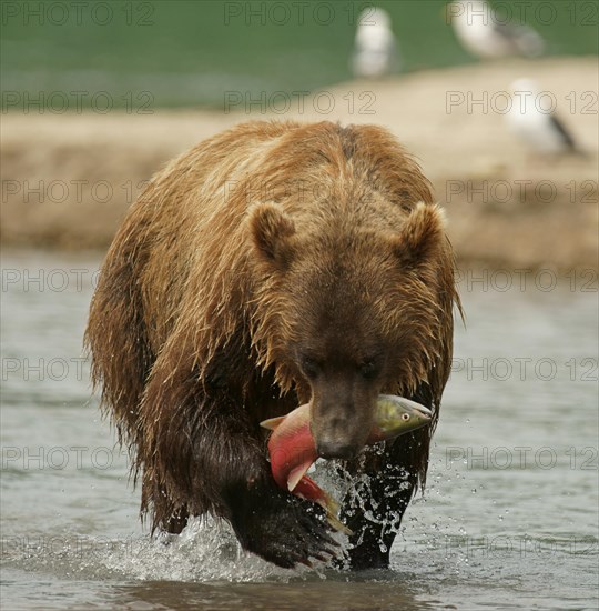 Brown bear