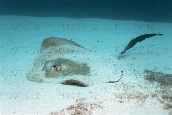 A cowtail stingray