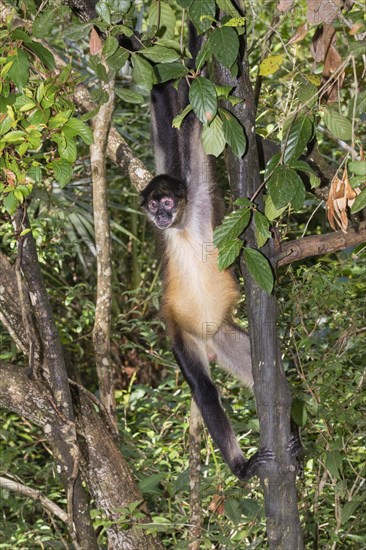 Geoffroy's spider monkey or black-handed spider monkey