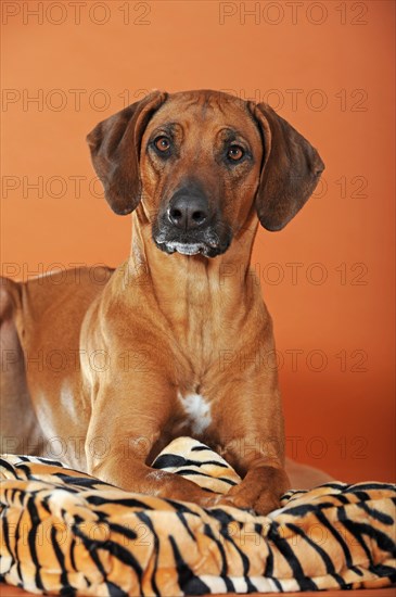 Rhodesian Ridgeback lying on cushion