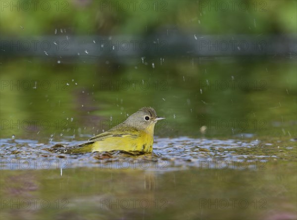 Nashville Warbler