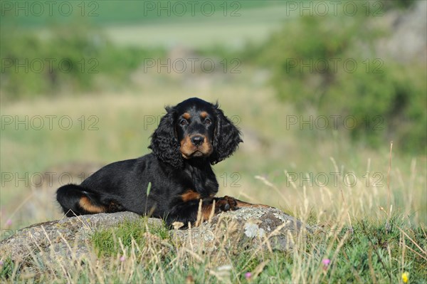 Gordon Setter puppy