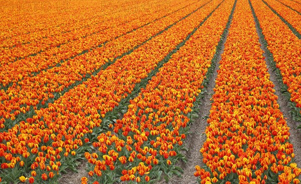 Blooming tulip field