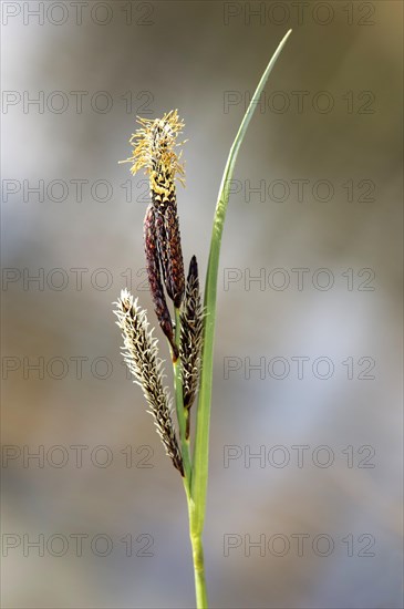 Inflorescence of lesser pond-sedge