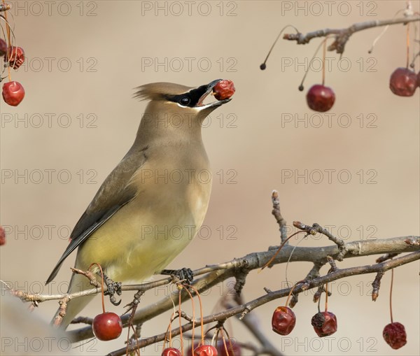 Cedar waxwing