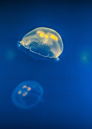 Jellyfish