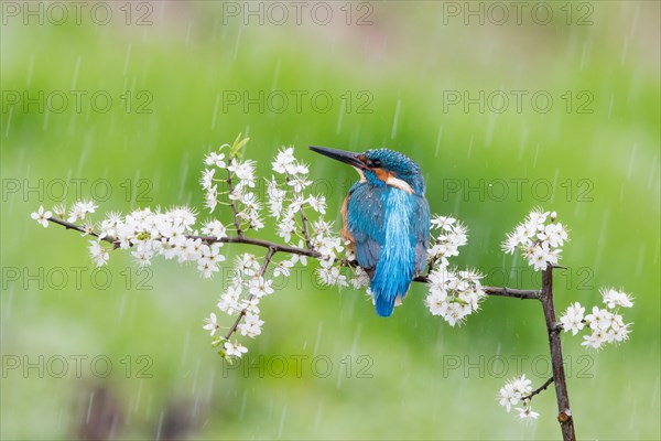 Kingfisher
