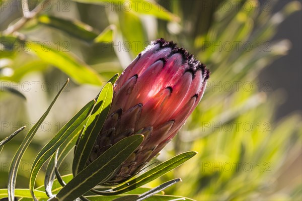 King Protea