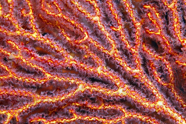 Coral polyps at mopsella sea fan