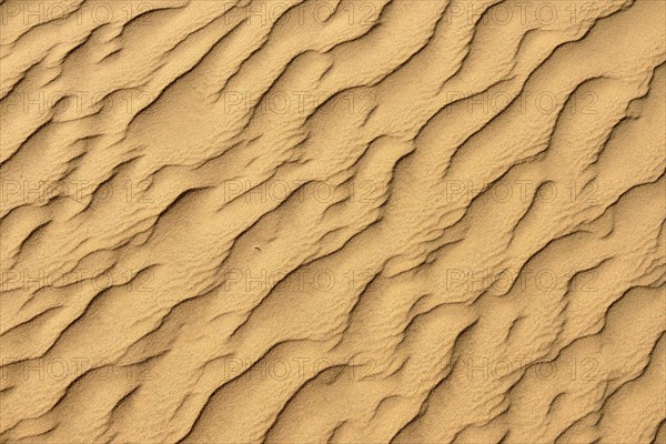 Sand ripples in the sanddunes of Al Khaluf desert