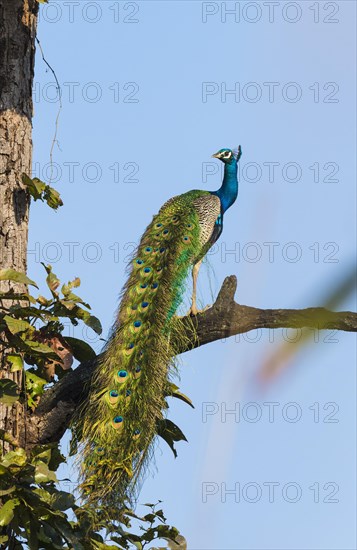 Indian Peafowl