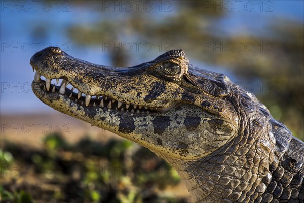 Yacare Caiman