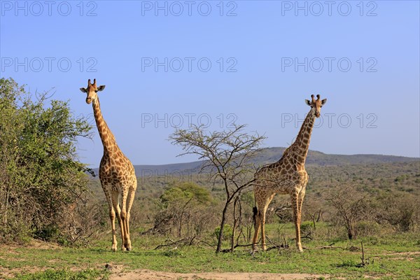 Cape giraffes