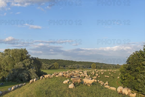 Grassing Black-headed Sheep