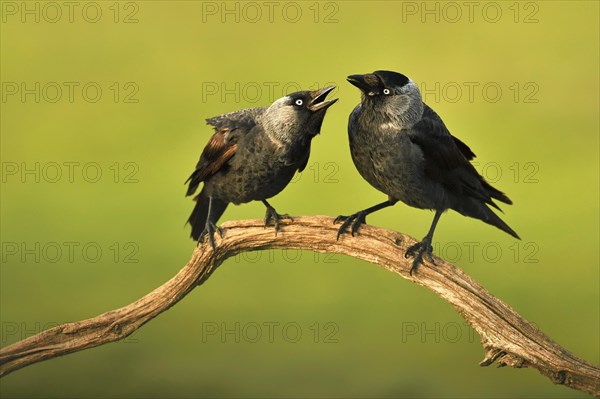 Western jackdaws