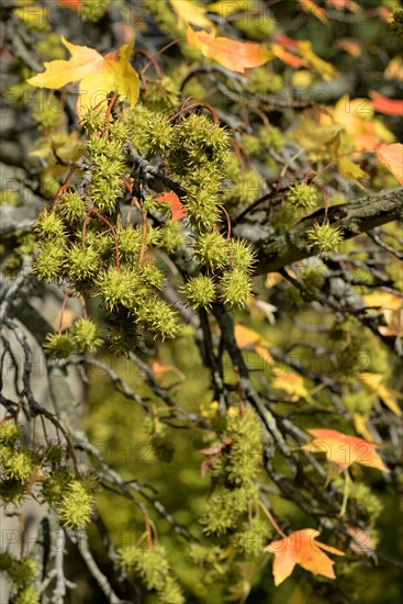 American sweetgum