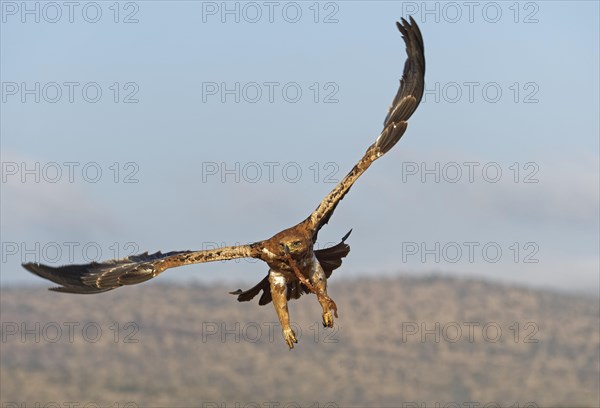 Tawny eagle