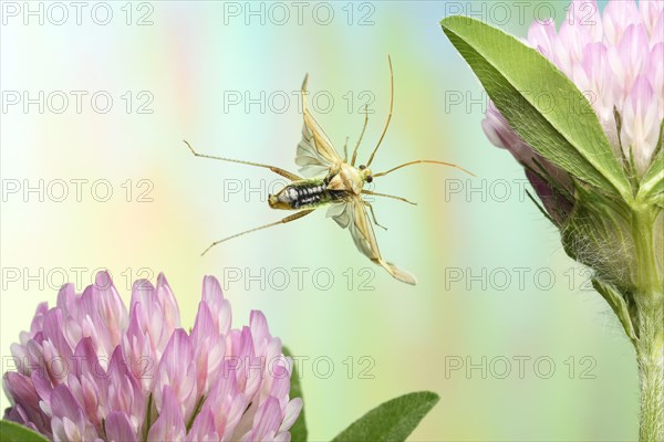 Common green capsid