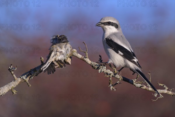 Great grey shrike