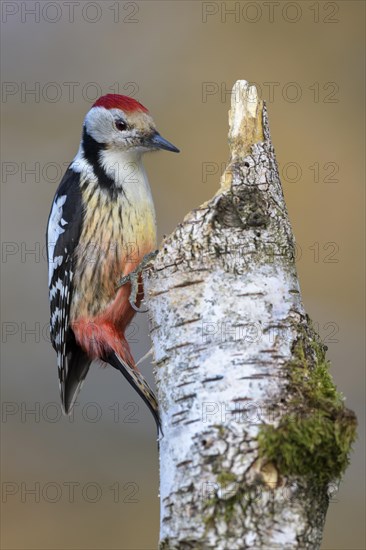 Middle spotted woodpecker