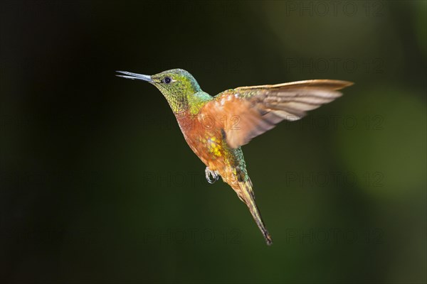 Chestnut-breasted coronet