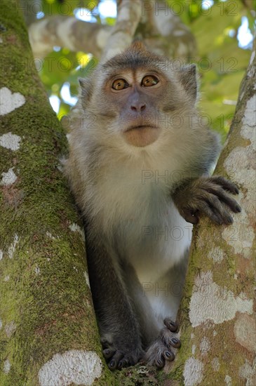 Crab-eating macaque or long-tailed macaque