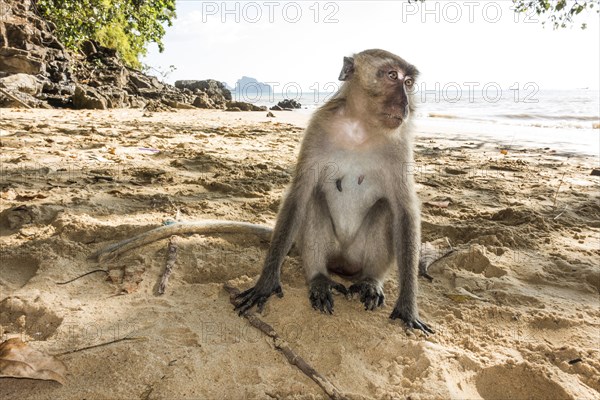 Macaque