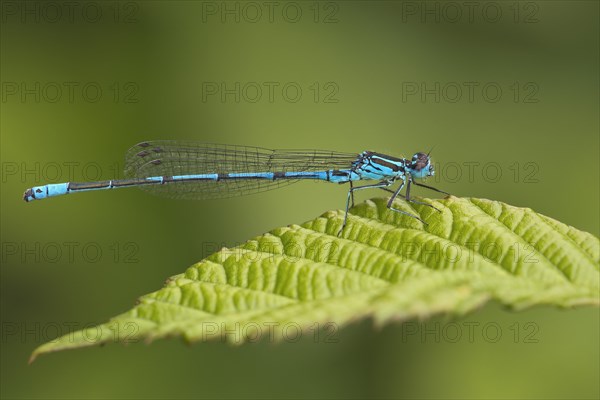 Male azure damselfly