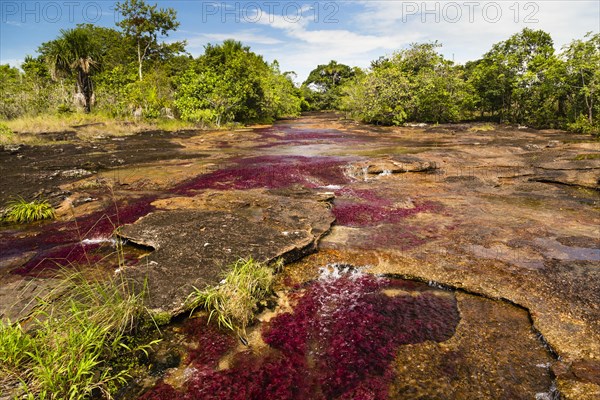 Crystal Channel with red water plants