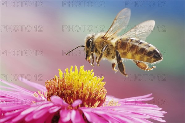 Western or European honey bee