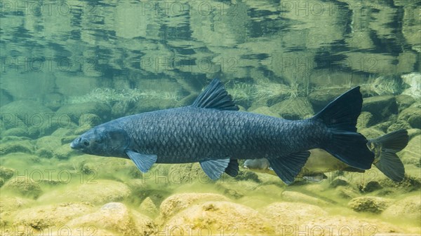 Black carp