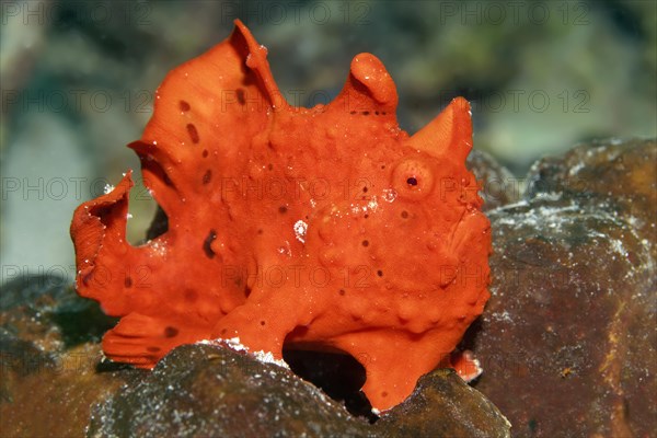 Painted frogfish