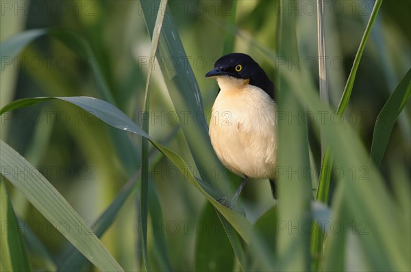 Black-capped Donacobius