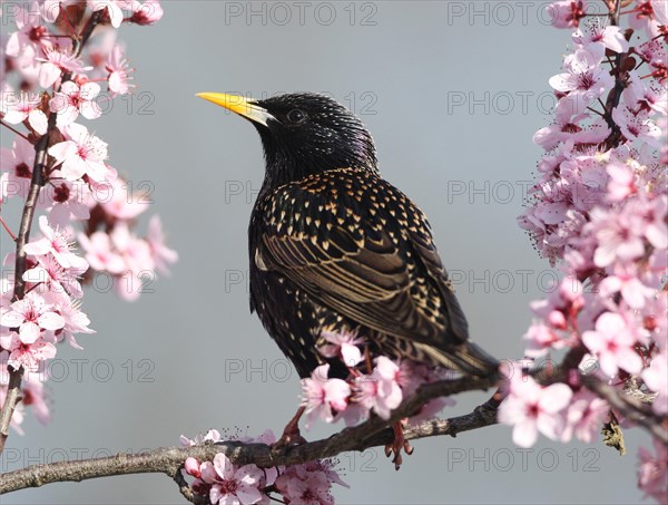 Starling