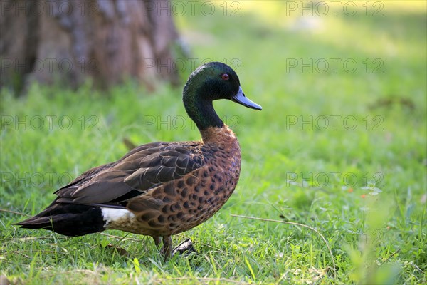 Chestnut-breasted teal