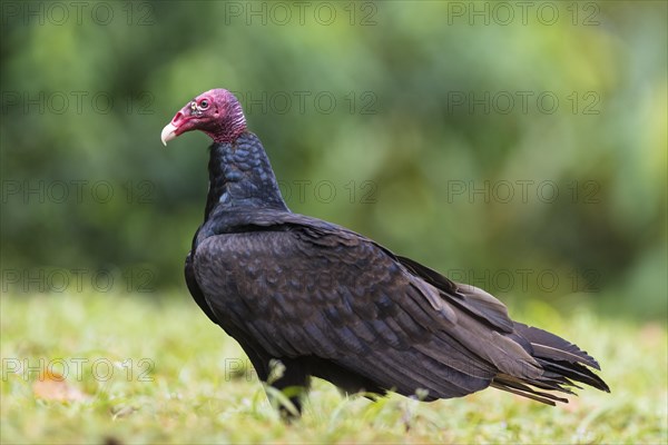 Turkey vulture