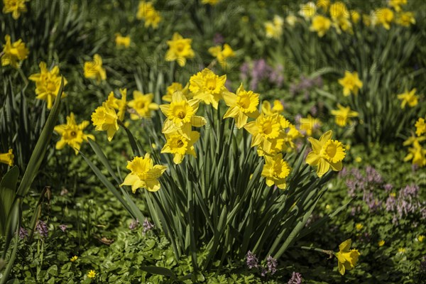 Wild daffodils