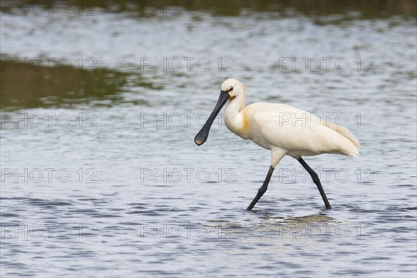 Common spoonbill