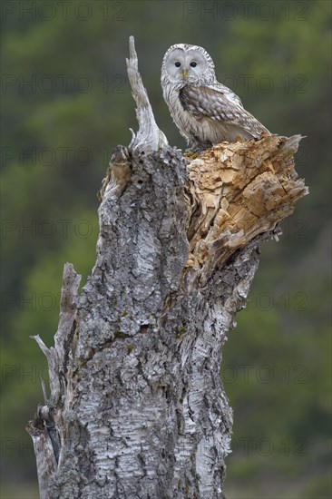 Ural Owl