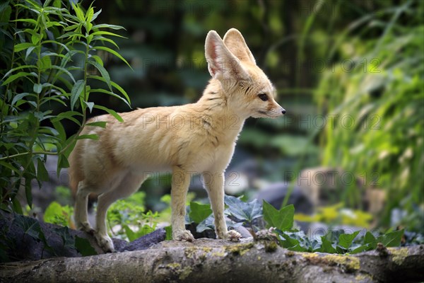 Fennec