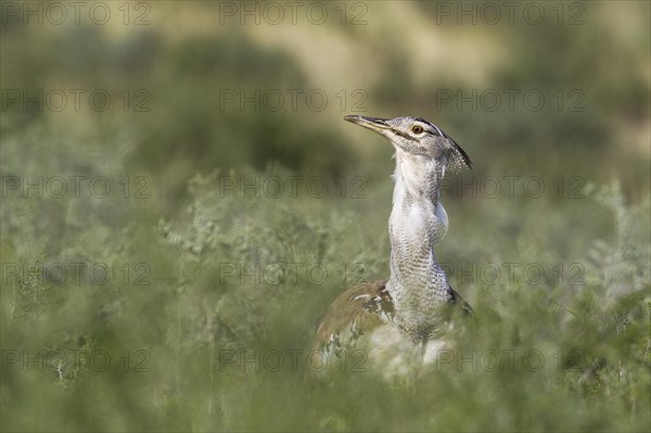 Kori Bustard