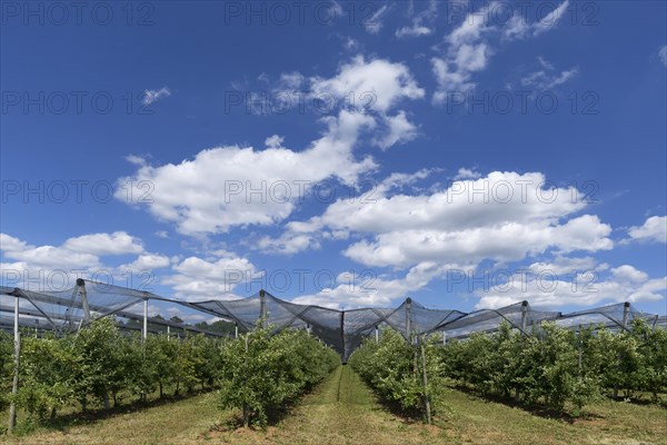 Pear plantation with hails net