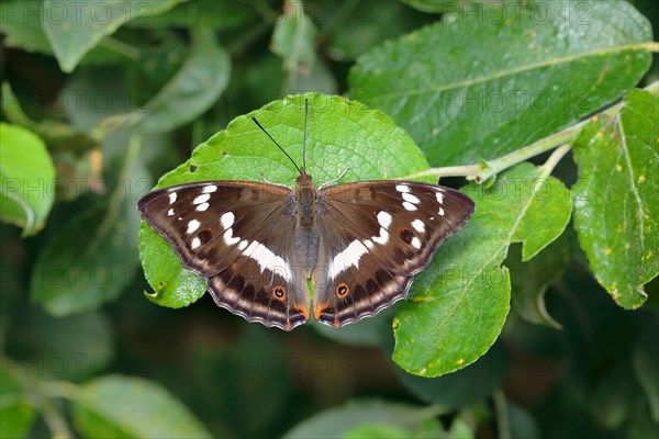 Purple Emperor