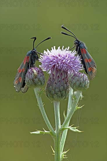 Six-spot burnets