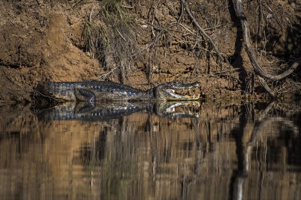 Yacare caiman