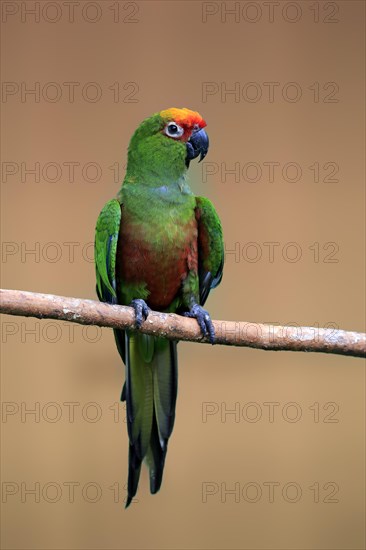 Orange-fronted parakeet