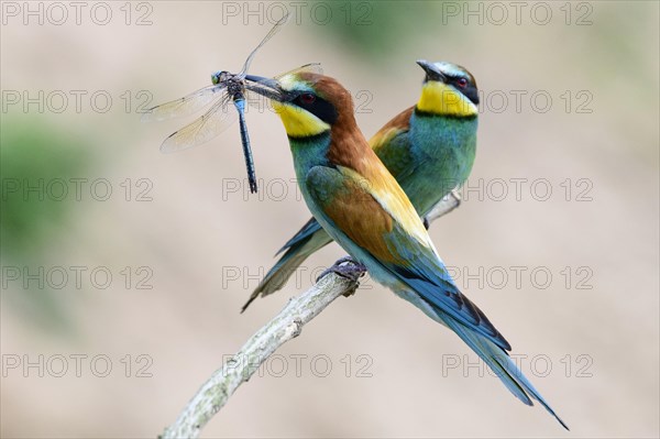 Bee-eater