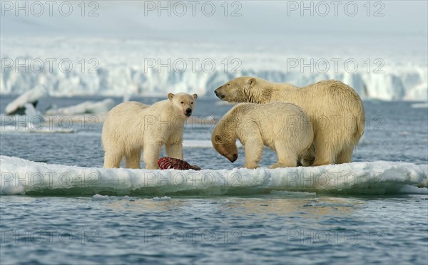 Polar bears