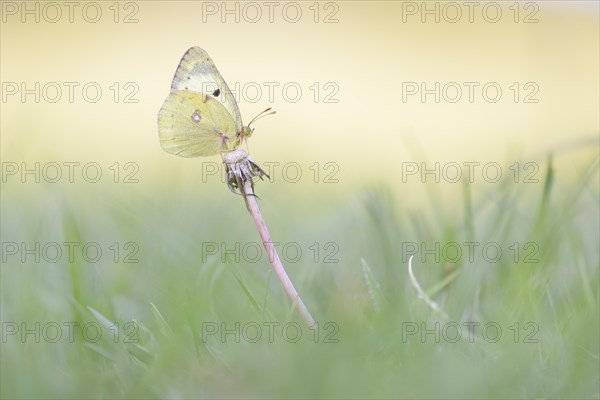 Common Clouded Yellow