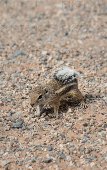 Harris's antelope squirrel